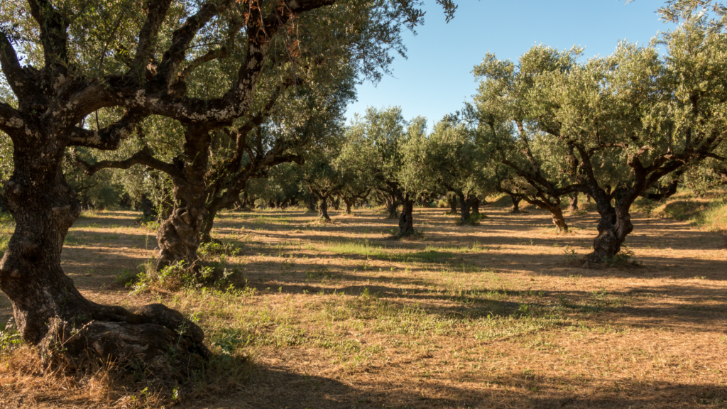 Olive Trees, Peloponnese