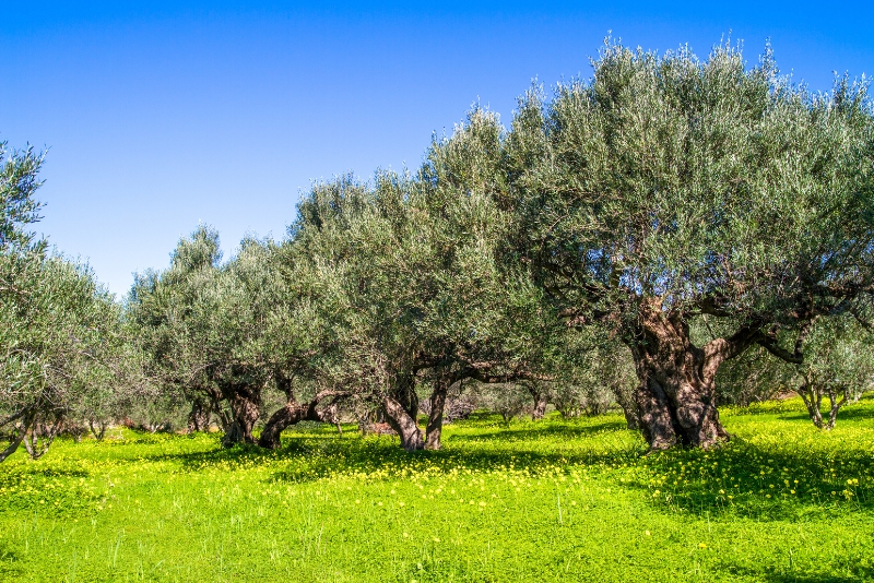 crete